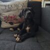 Femela Dog German (Great dane ) caine de talie mare