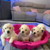 Beautiful chunky golden retriever puppies