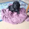 Pui negru english cocker spaniel