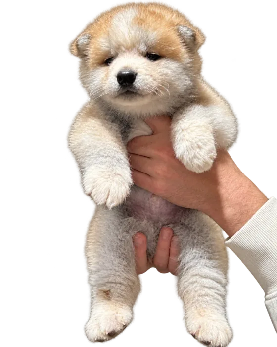Pui Akita Japonez, femelă — fotografie a exemplarului.