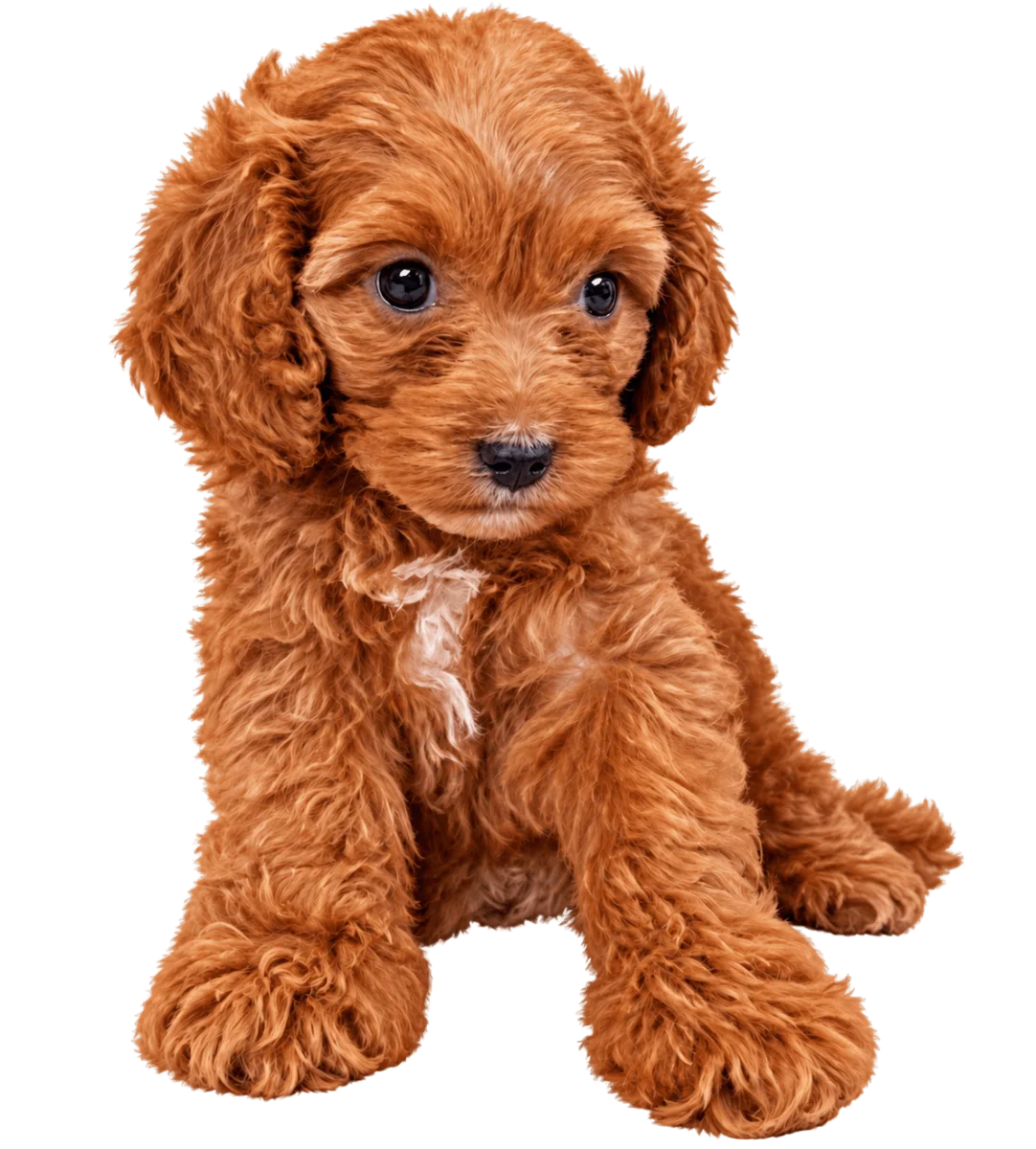Pui Cavapoo, femelă — fotografie a exemplarului.