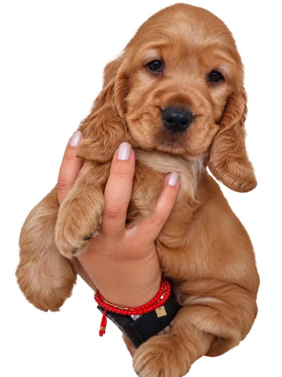 Cucciolo Cocker Spaniel Inglese, femmina — foto del cucciolo dell’annuncio.