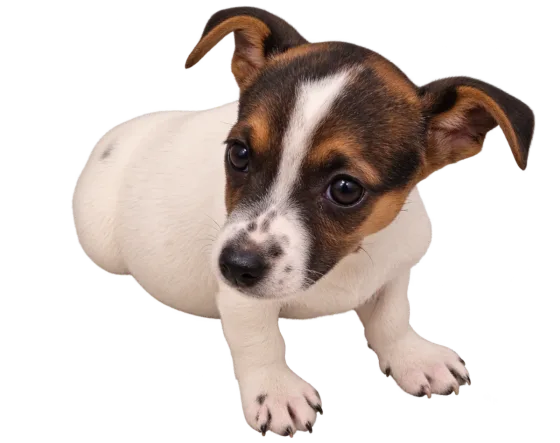 Pui Jack Russel Terrier, femelă, tricolor — fotografie a exemplarului.