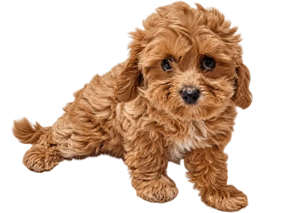 Puppy Maltipoo, teef, apricot — foto van het exemplaar.