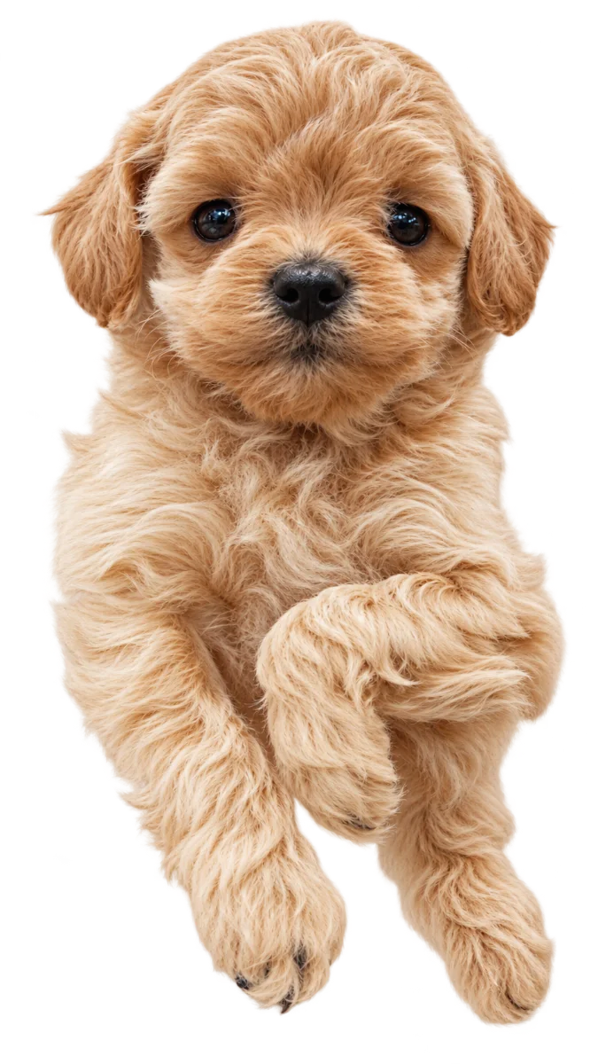 Pui Maltipoo Toy, femelă, apricot — fotografie a exemplarului.