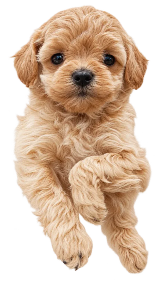Pui Maltipoo Toy, femelă, apricot — fotografie a exemplarului.