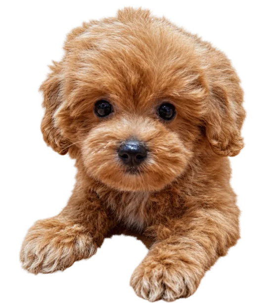 Pui Maltipoo Toy, femelă, roșcat — fotografie a exemplarului.