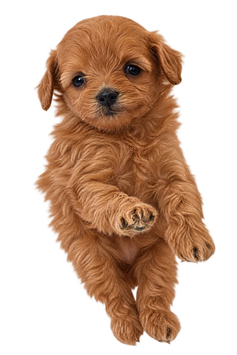 Pui Maltipoo Toy, femelă, roșcat — fotografie a exemplarului.