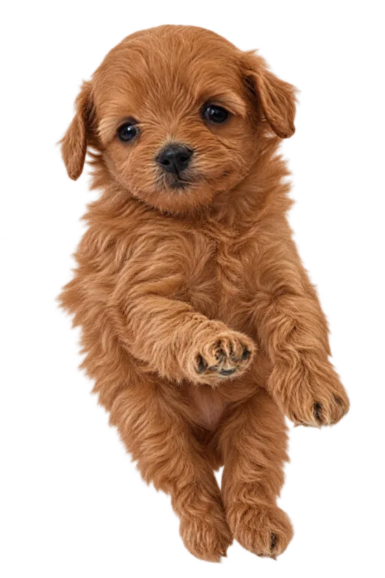 Pui Maltipoo Toy, femelă, roșcat — fotografie a exemplarului.
