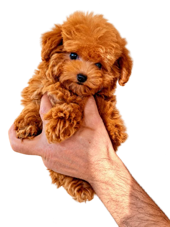Puppy Toypoedel, teef, roșcat — foto van het exemplaar.