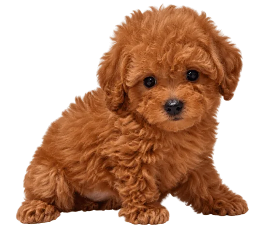 Puppy Toypoedel, teef, roșcat — foto van het exemplaar.
