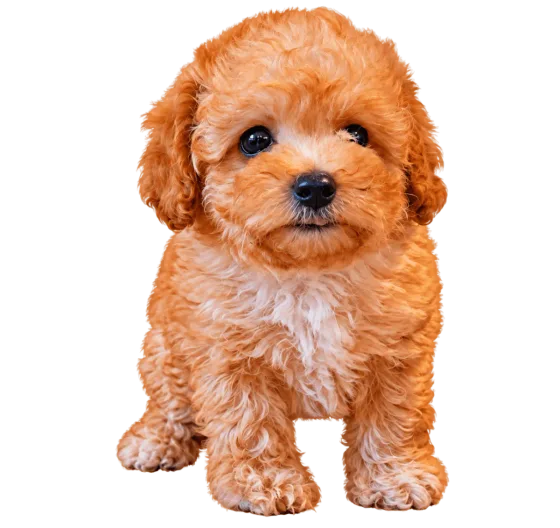 Puppy Toypoedel, reu, apricot — foto van het exemplaar.