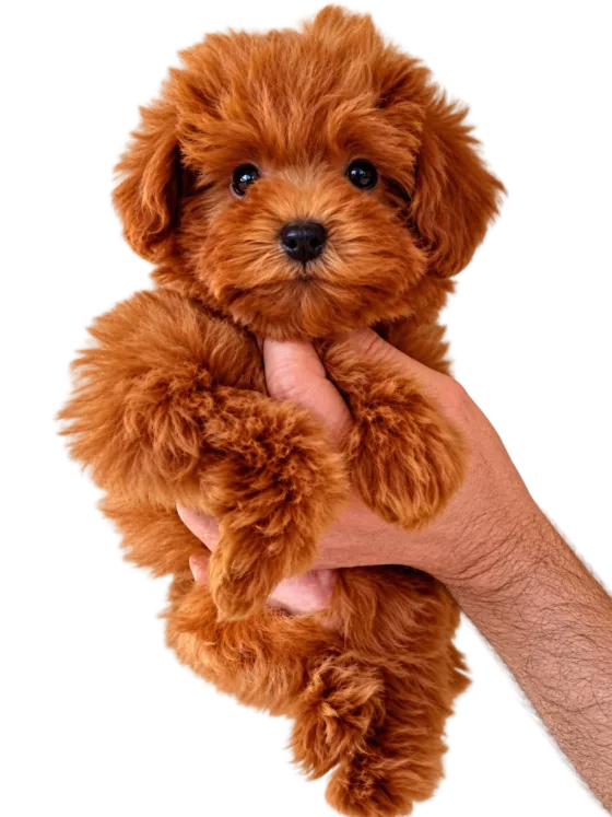 Puppy Toypoedel, reu, roșcat — foto van het exemplaar.