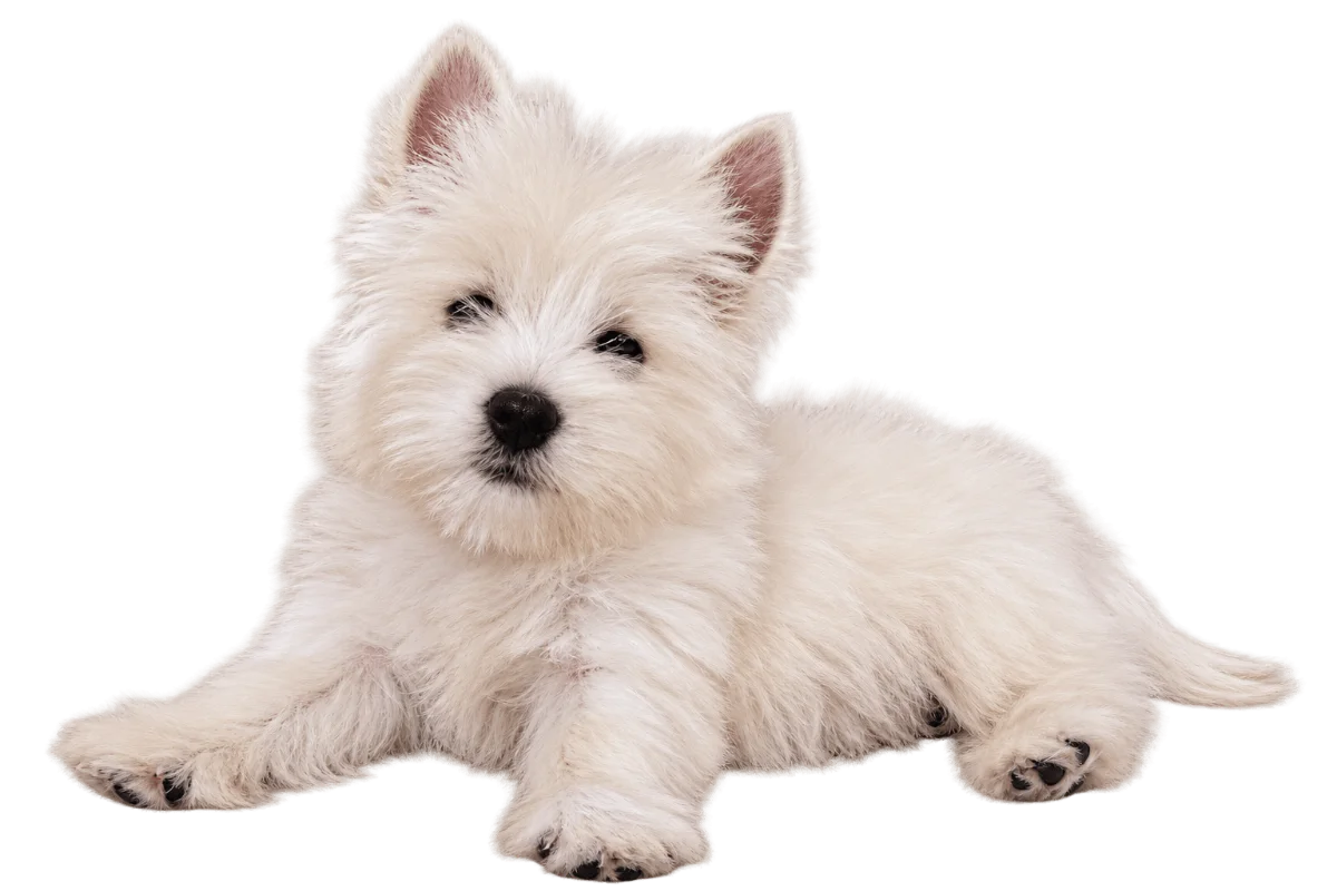 Pui Westie, femelă — fotografie a exemplarului.