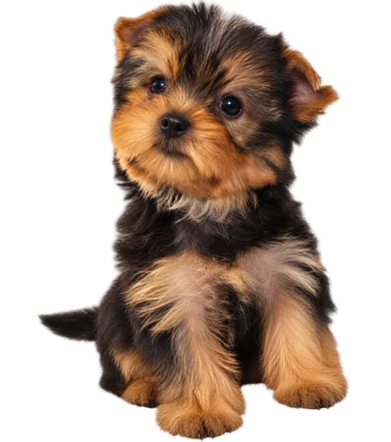 Pui Yorkshire Terrier Toy, mascul — fotografie a exemplarului.