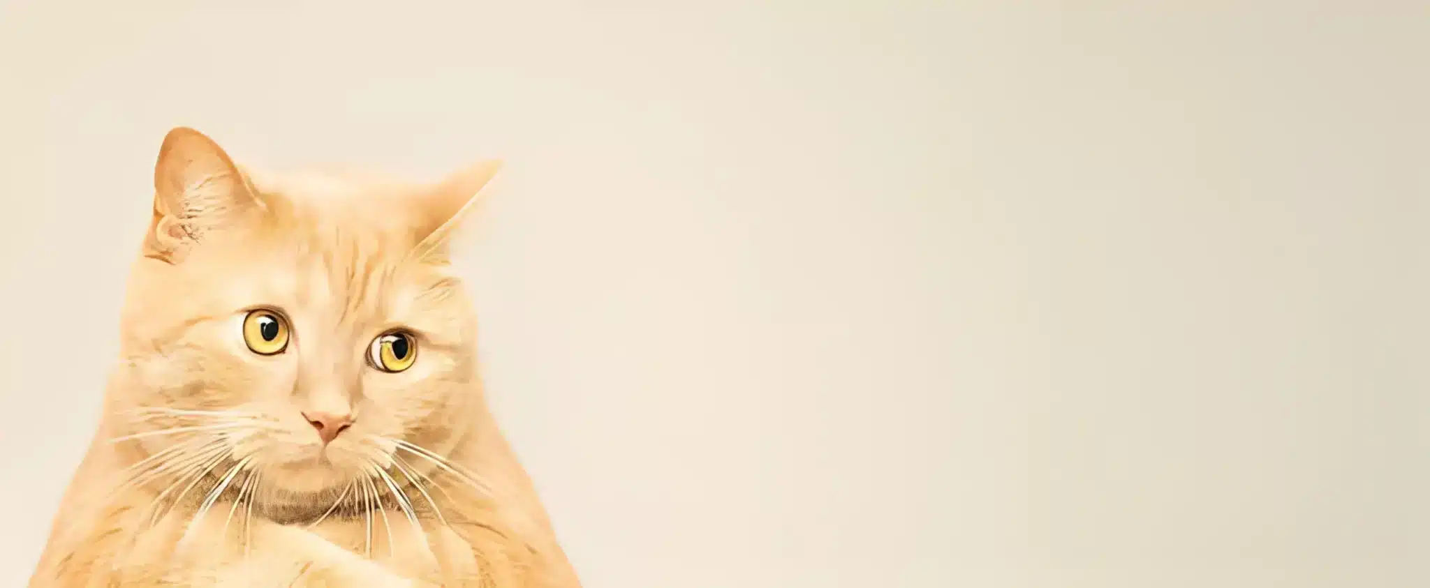 Cat Sensitivities: Understanding Your Feline Friend’s Nutritional Needs
