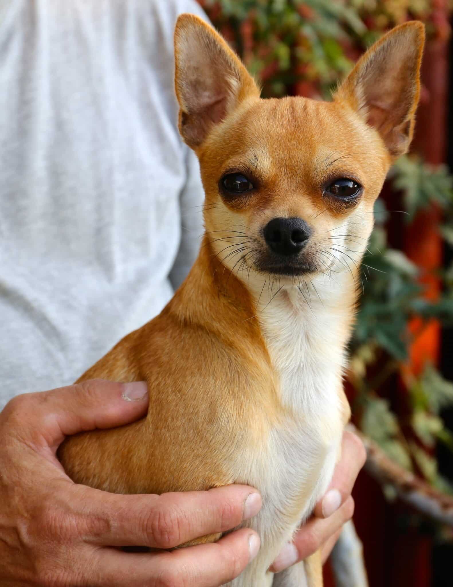 The Origin of the Chihuahua Breed: The Story Behind This Special Dog