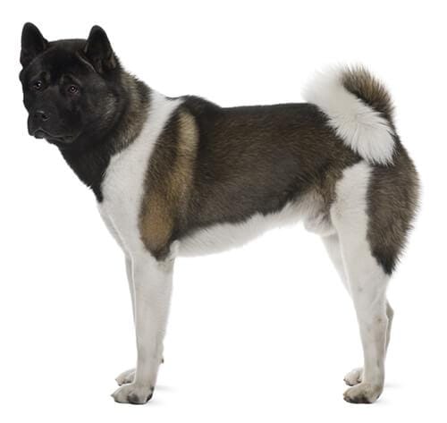 Slavní psi plemene japonský Akita: fascinující příběhy