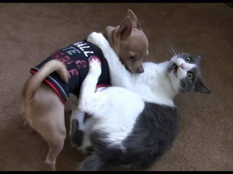 How to properly socialize a Chihuahua to avoid aggression or fear?