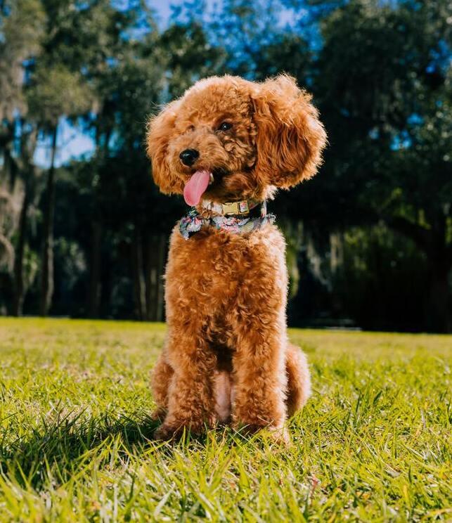 Empfohlene Aktivitäten und Trainings für den Caniche Toy