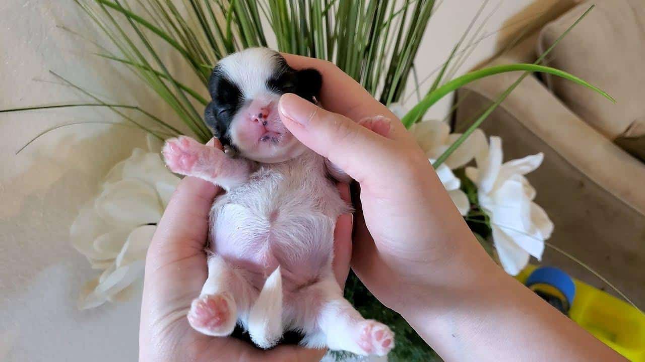 Tips for the first week with a Shih Tzu at home