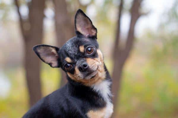 Famous Chihuahuas: Fascinating Stories