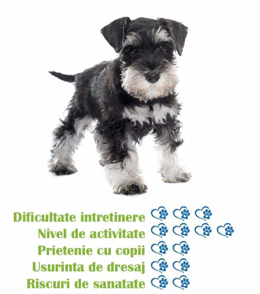 Kann der Zwergschnauzer ein Therapie- oder emotionaler Begleithund sein?