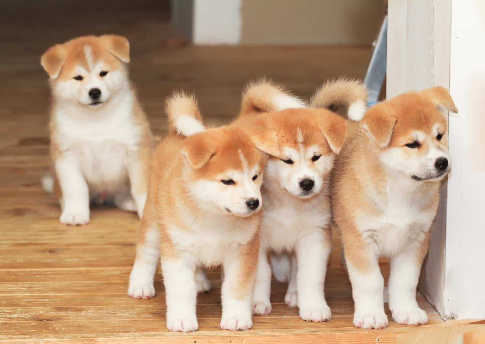 Az Akita Japonez védelmező kutya? Őrző- és védekező ösztönök