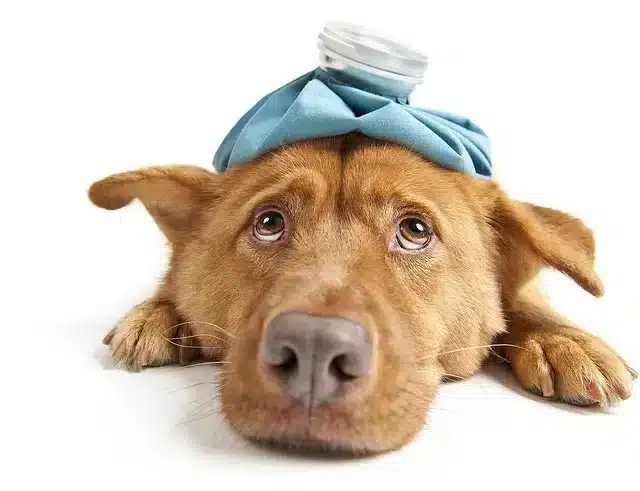 Gestione delle malattie cardiache nei cani: informazioni essenziali per i proprietari responsabili