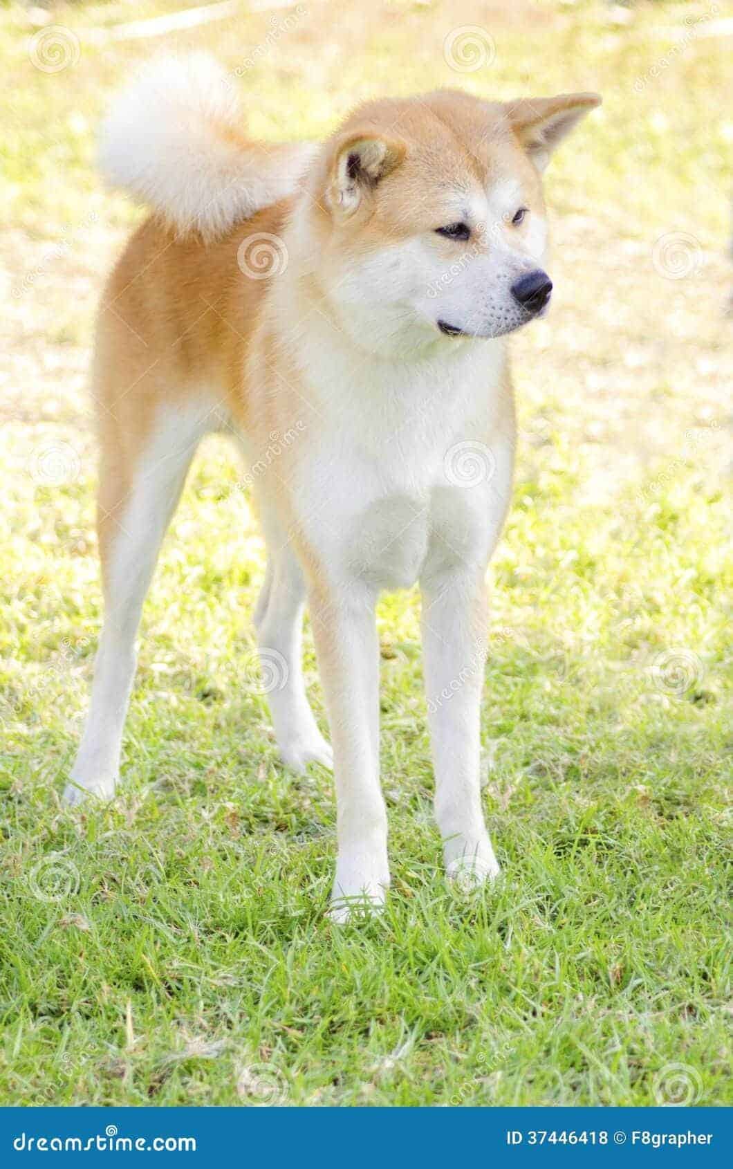 The Personality of a Japanese Akita: Loyal, Playful, or Independent?