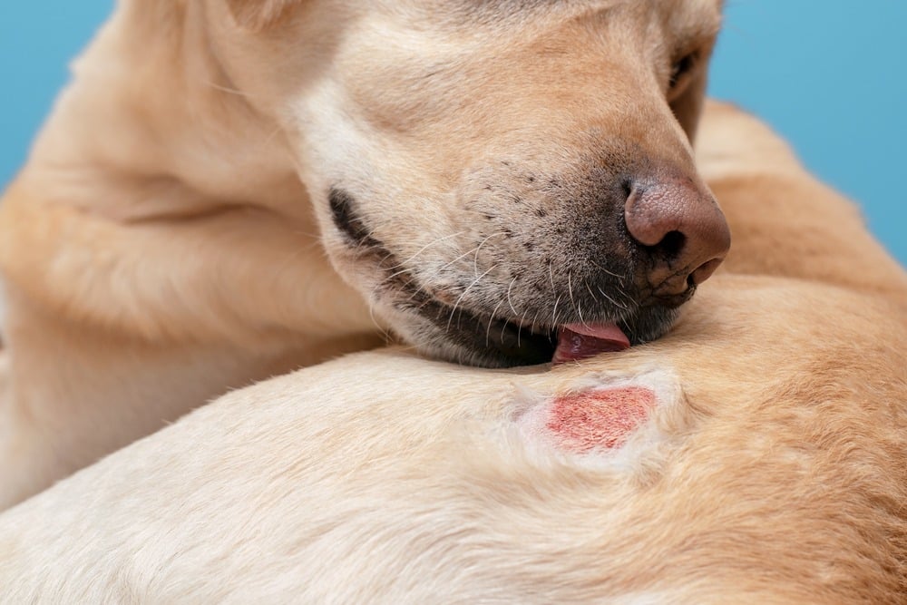 Allergia alimentare nei cani: come gestire e prevenire questo problema