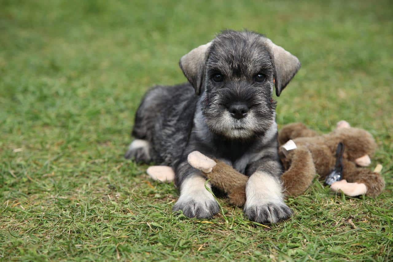 Hogyan viselkedik egy törpe schnauzer a gyermekekkel és más állatokkal?