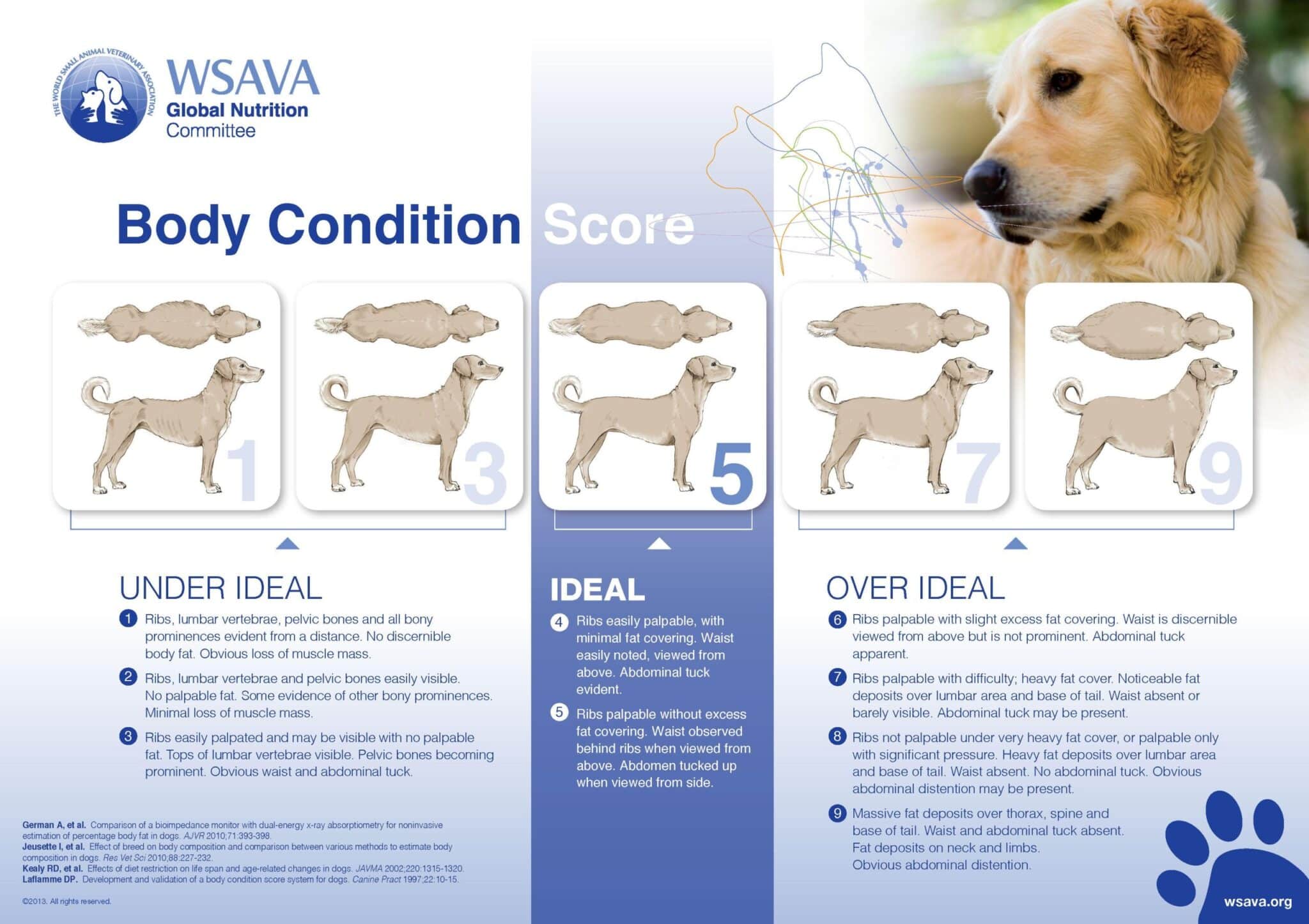 L'Akita Americano è un cane ideale per persone impegnate?