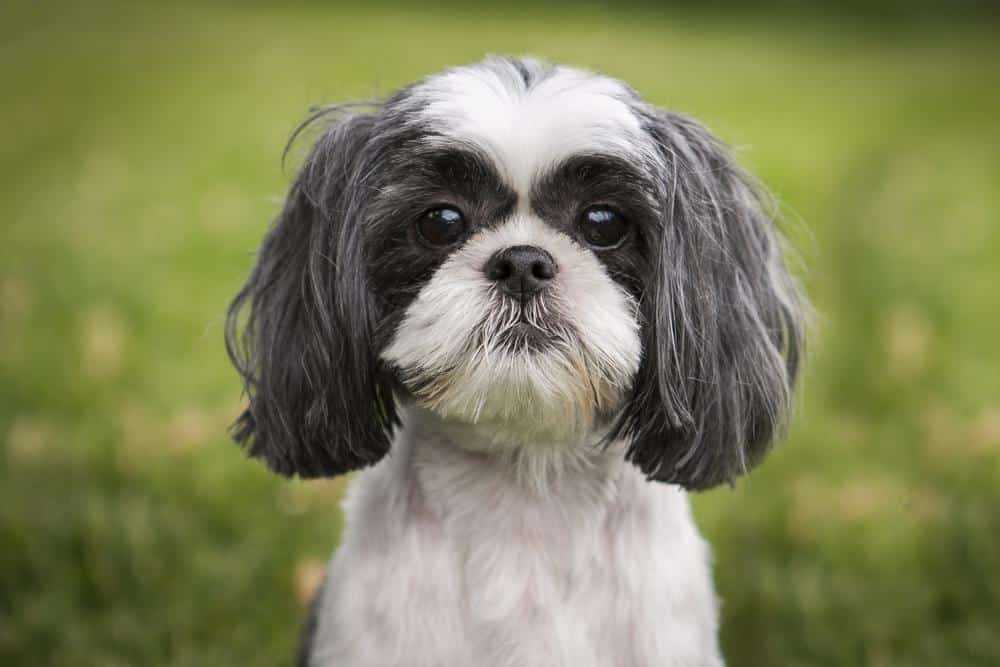 5 verbazingwekkende feiten over de Shih Tzu die je nog niet kende