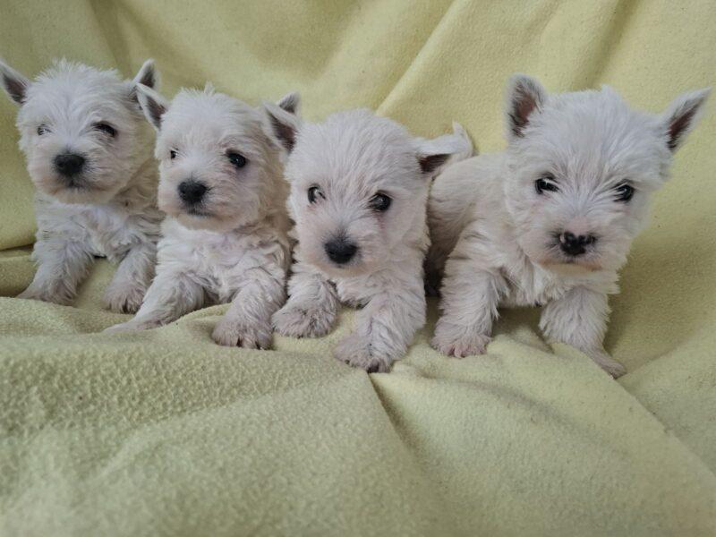 Can a Westie be a therapy or emotional support dog?