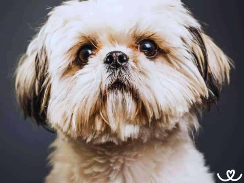 A Shih Tzu nevelésének leggyakoribb hibái és azok elkerülése