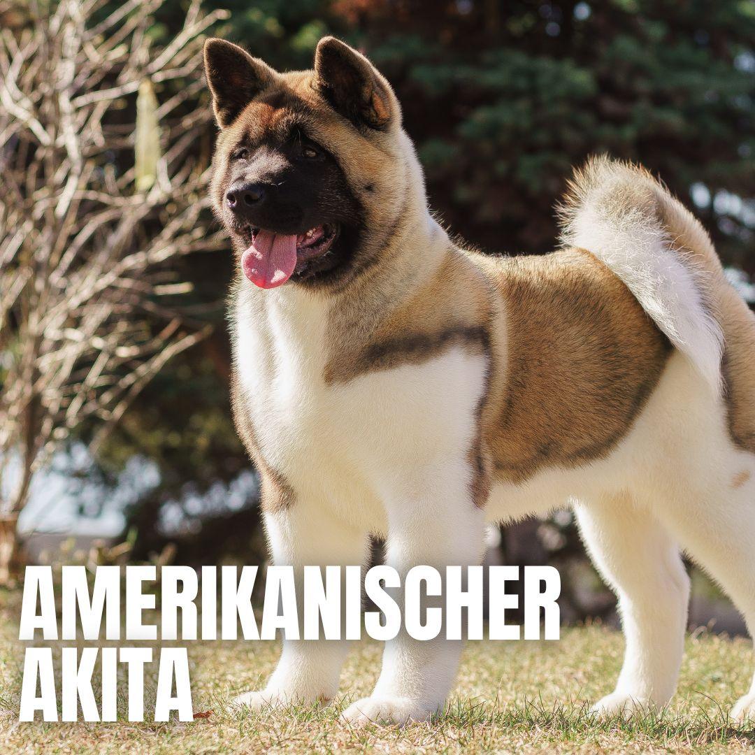 Mentale Übungen zur kognitiven Anregung des Akita American