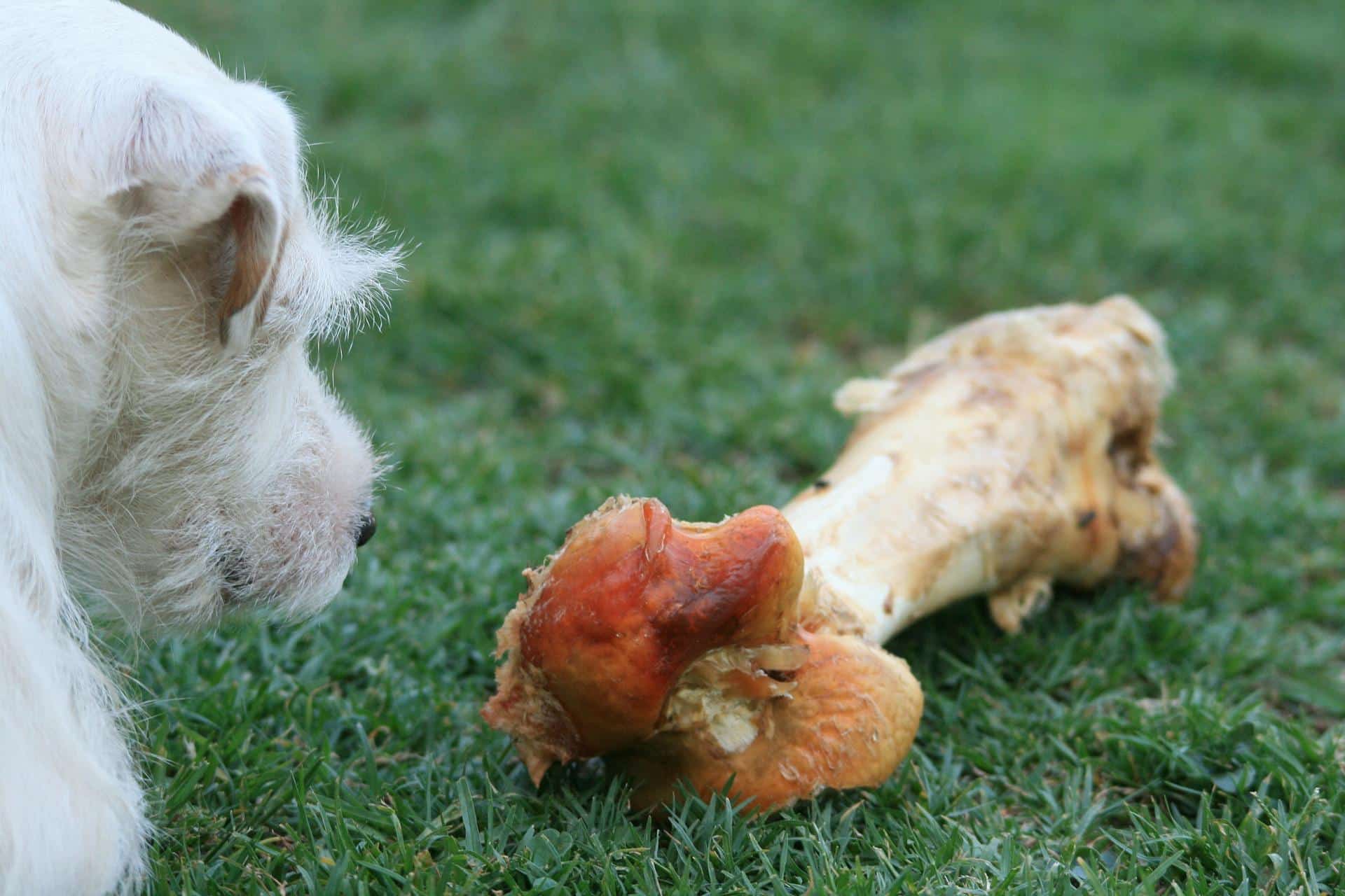 Gevaarlijke voedingsmiddelen voor een Westie: wat hij NIET mag eten