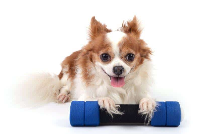 De beste oefeningen om een Chihuahua gezond en gelukkig te houden