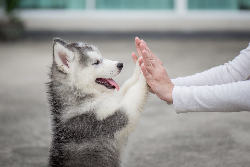 Caring for a 2-Month-Old Puppy