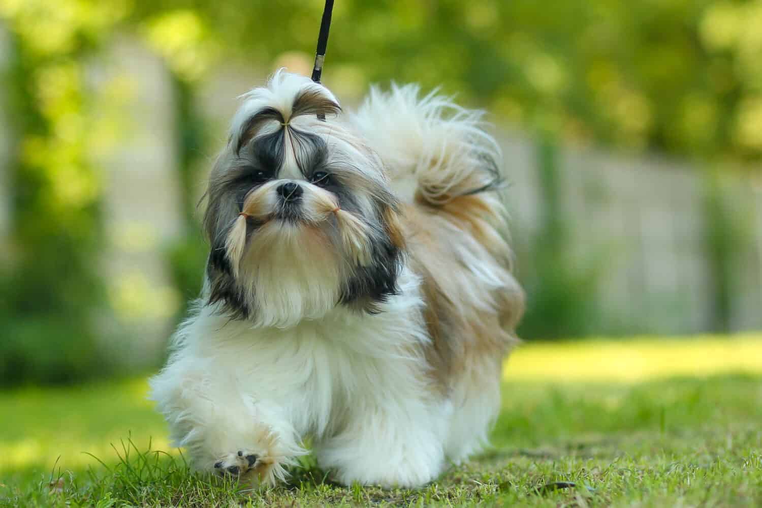 Hoe intelligent is een Shih Tzu? Trainbaarheidsniveau en leervermogen