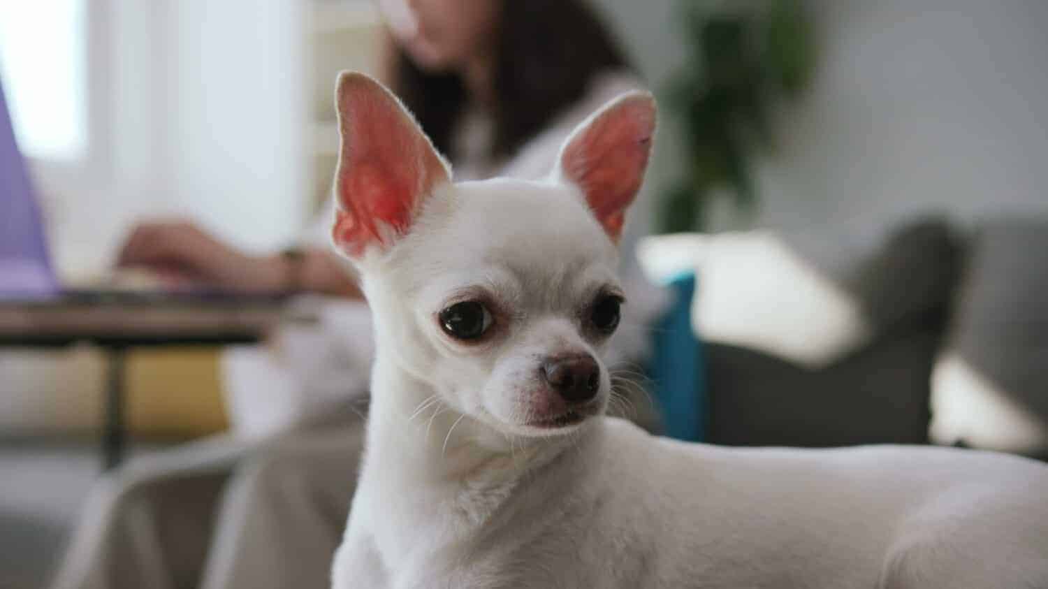 Milyen intelligens egy Chihuahua? Kiképzési szint és tanulási képesség