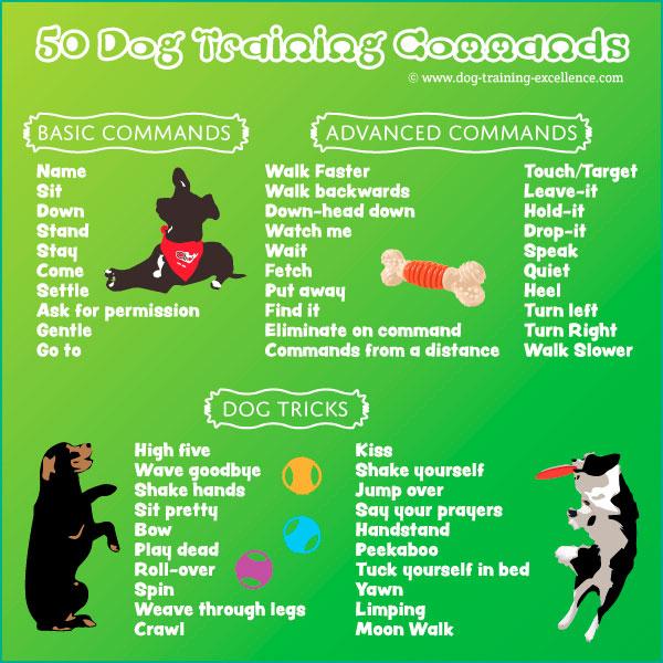 Essential commands every Chihuahua should learn