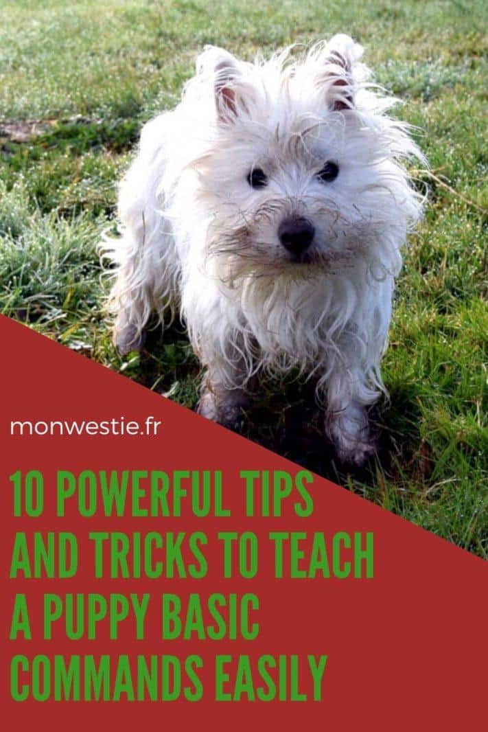 Essential commands every Westie must learn