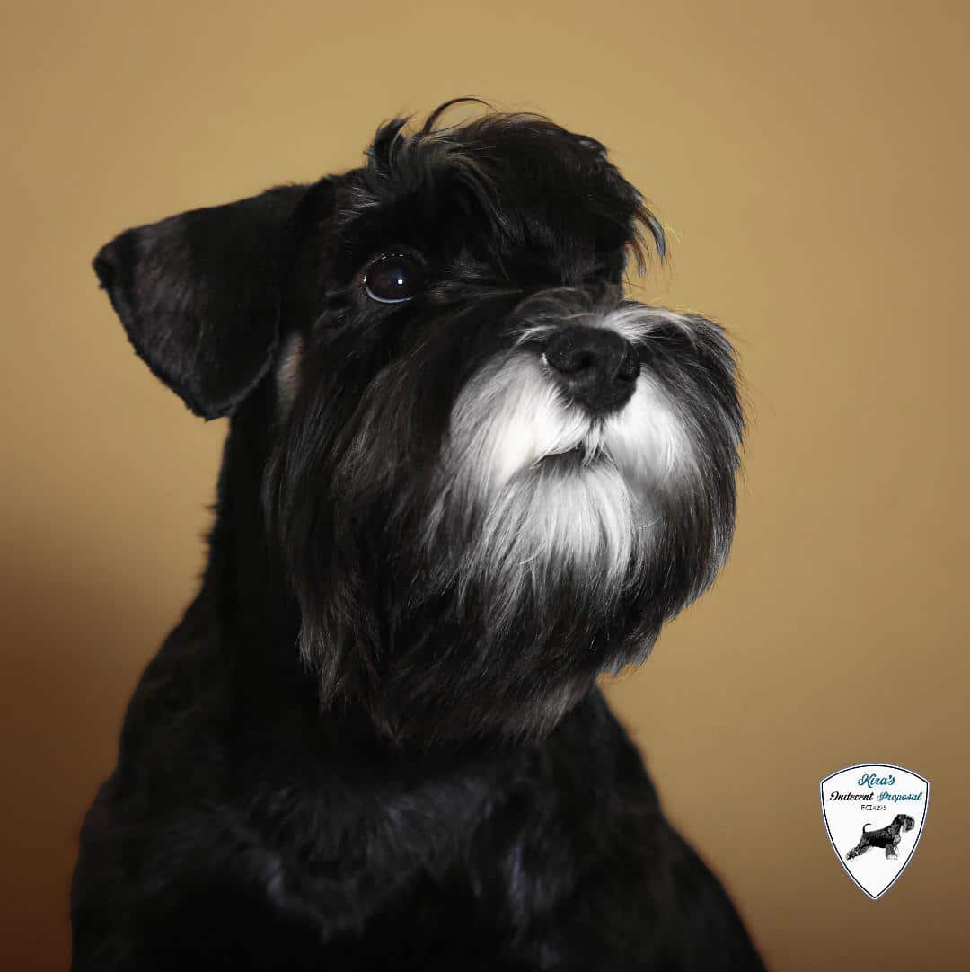 How to choose a responsible breeder when buying a Miniature Schnauzer
