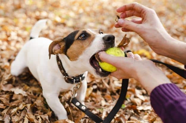 Le attività più adatte per un Akita Americano: come tenerlo felice e attivo