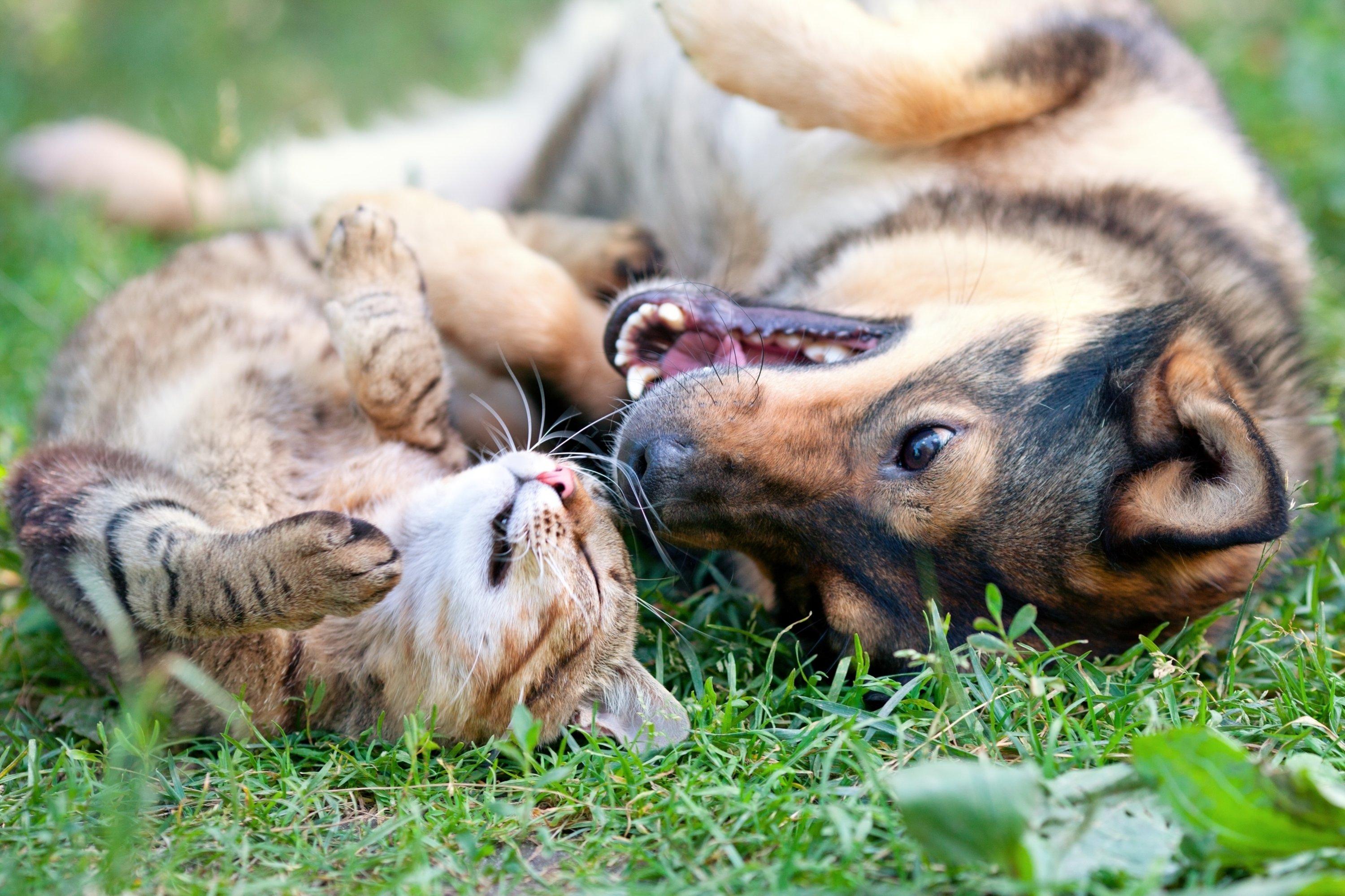 Die Bedeutung von Sozialisierung und Interaktion im Hundetraining