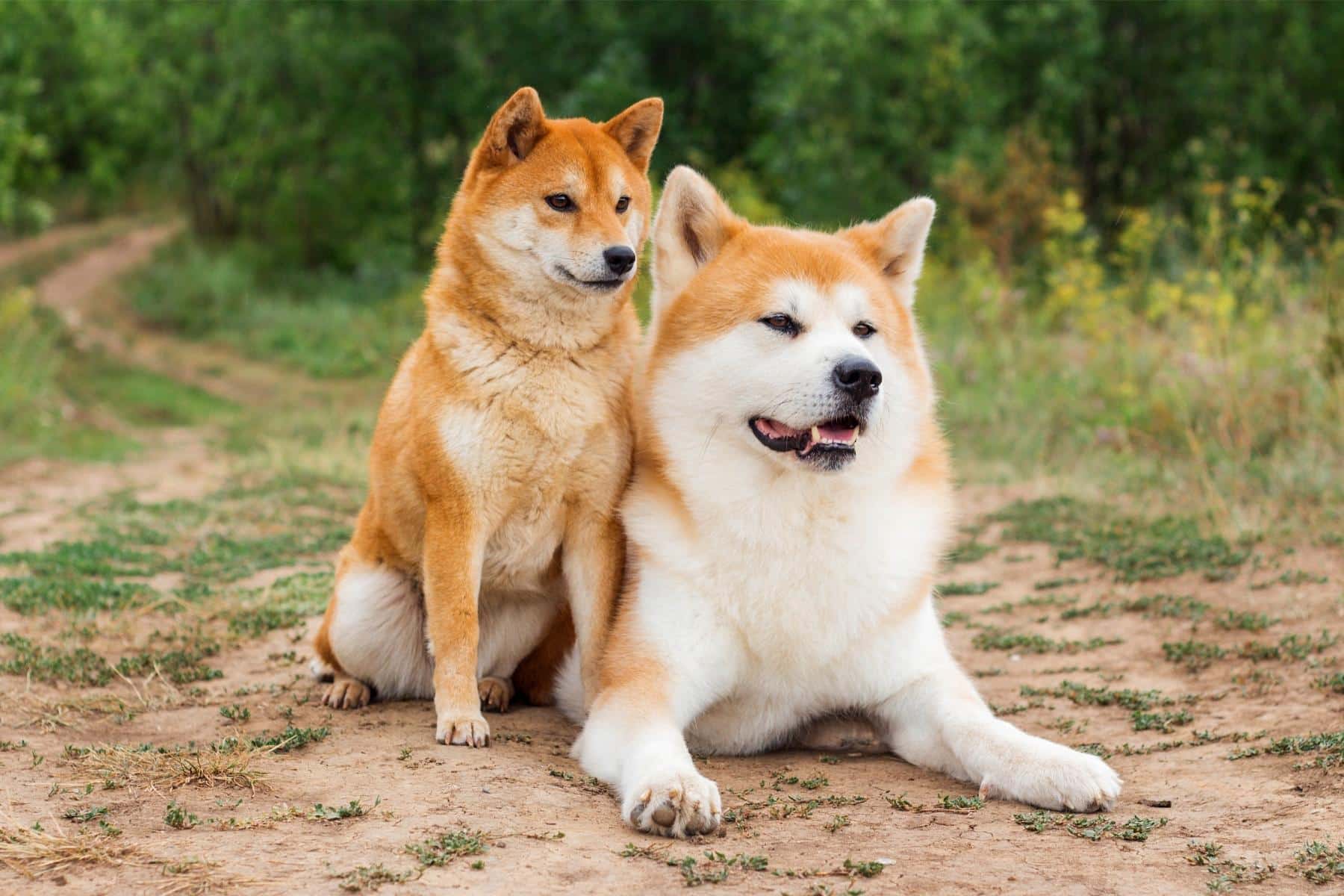 Wie man einen erfahrenen und seriösen Züchter für Japanische Akita ⁤identifiziert