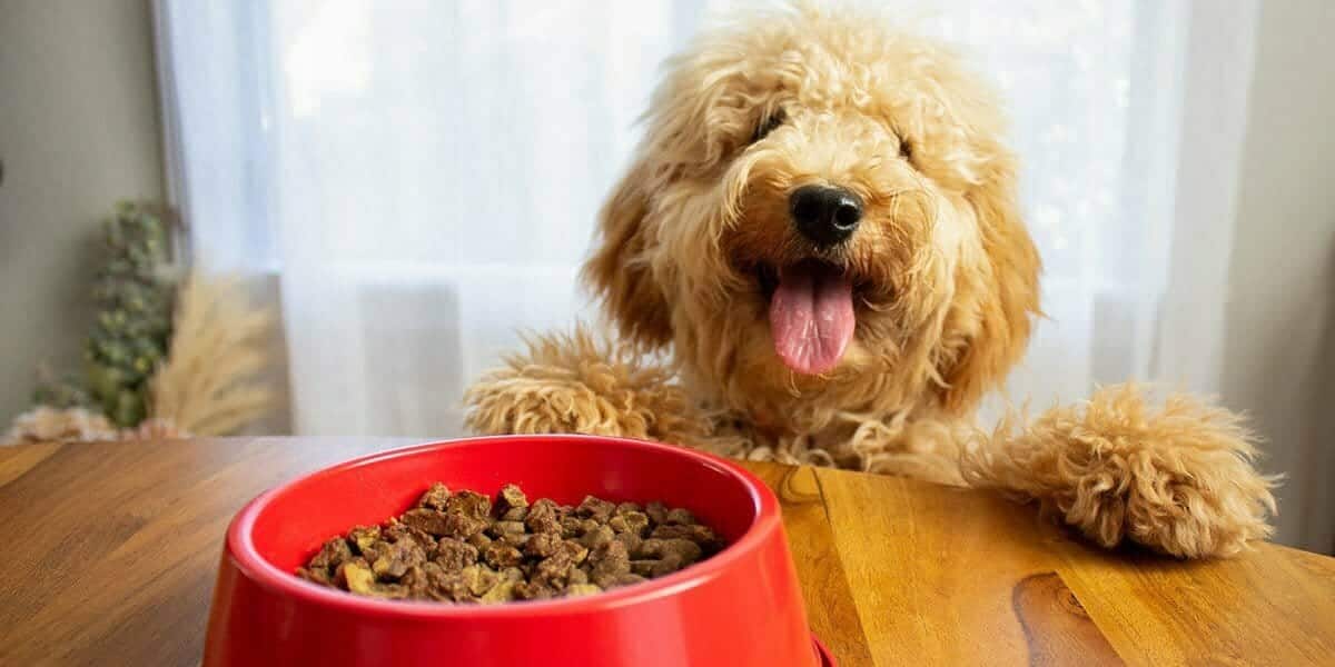 Das beste Hundefutter