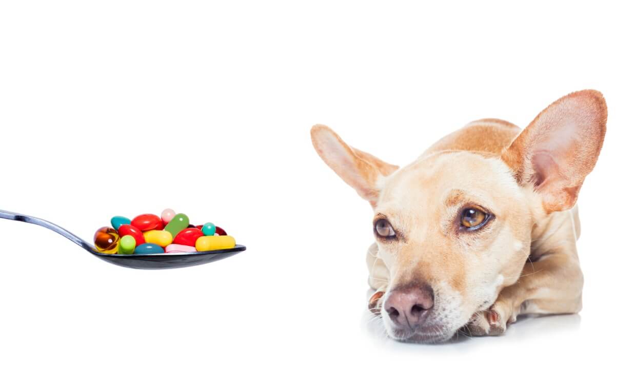 Essential Supplements for Joint Health in Dogs